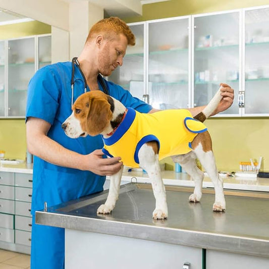 Faja Postoperatoria Perro